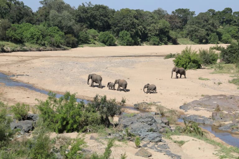 A herd of elephants walking along the Timbavati River, South Africa.