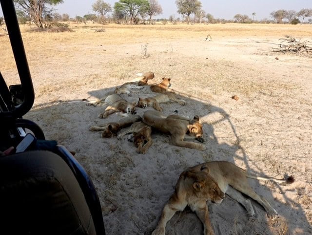 A lion pride resting in the shade of a safari vehicle in Hwange National Park, Zimbabwe.