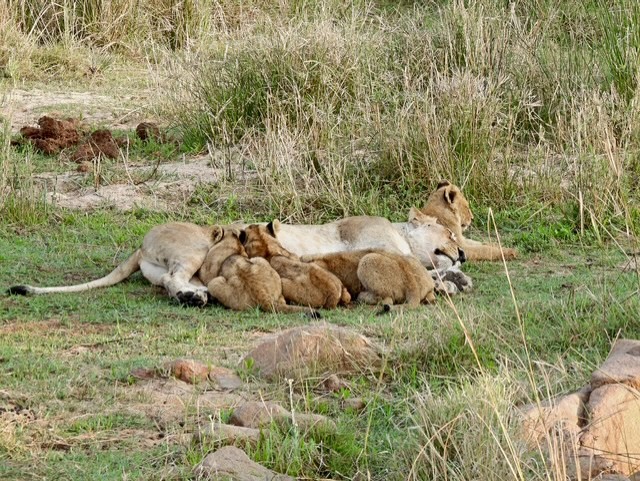 A lioness lying on the grass feeding her cubs in MalaMala Game Reserve, South Africa.