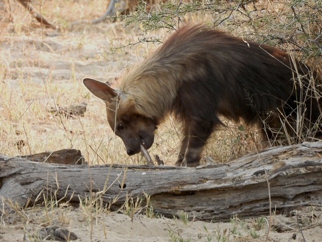 A brown hyena sniffing around a dry broken branch in MalaMala Game Reserve, South Africa.