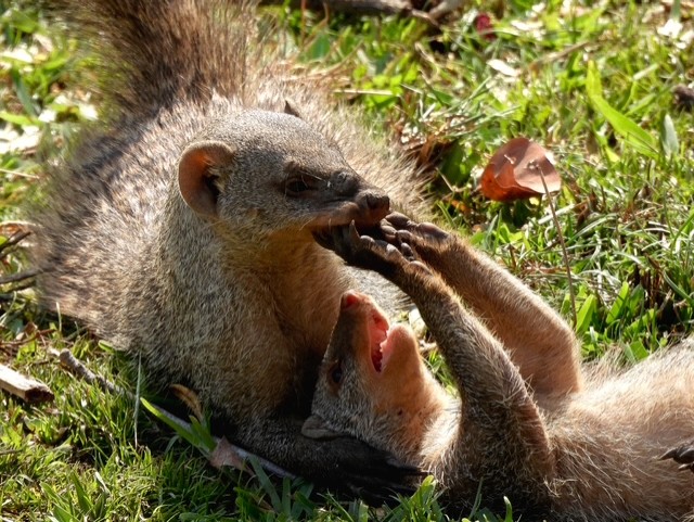 A pair of mongoose playfully resting in the grass.