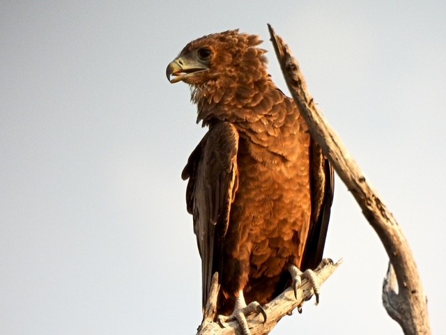 A Bateleur eagle perched on a branch.
