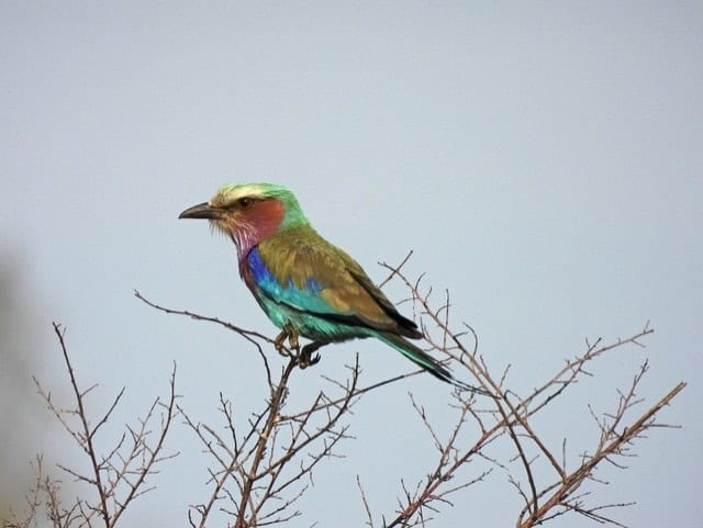 A Lilac-breasted Roller perched on a branch.