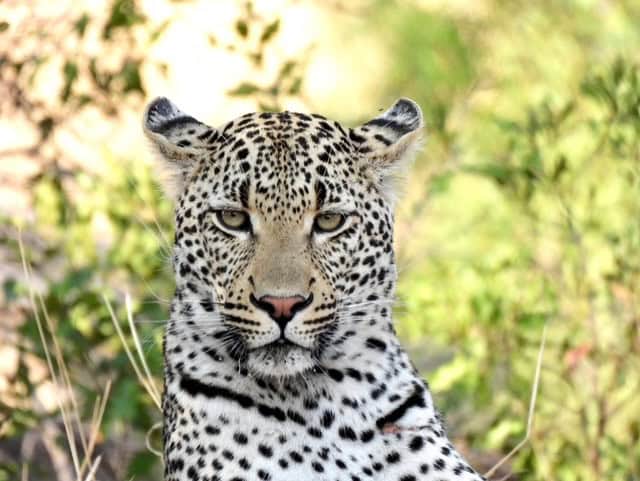 A leopard resting alertly among the thickets.