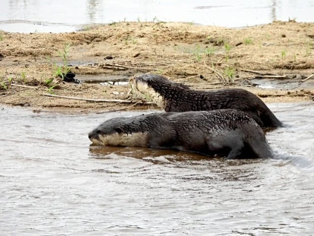 A pair of clawless otters emerging from the water.