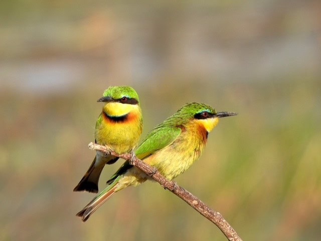 A pair of Little Bee-eaters perched on a branch.