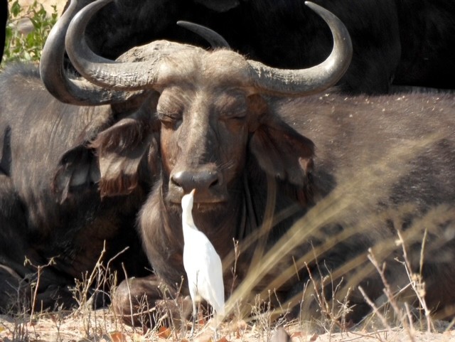 A buffalo lying in the grass with a cattle egret interacting with it.