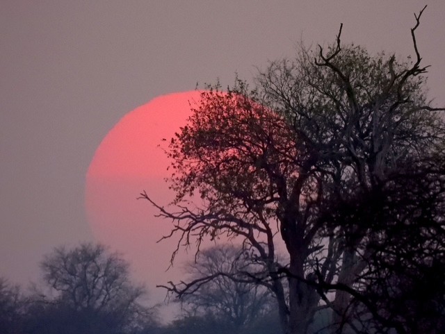 A red sunset over the African landscape.