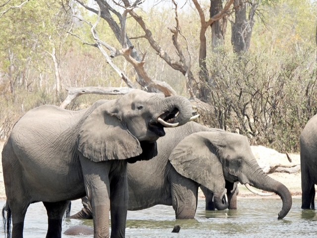 A herd of elephants cooling down at a waterhole.