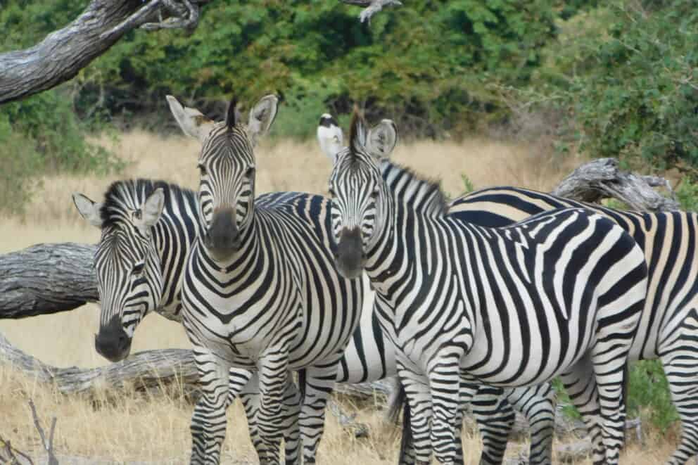 A herd of zebras standing next to a big dry, broken branch at Mana Pools National Park, Zimbabwe.