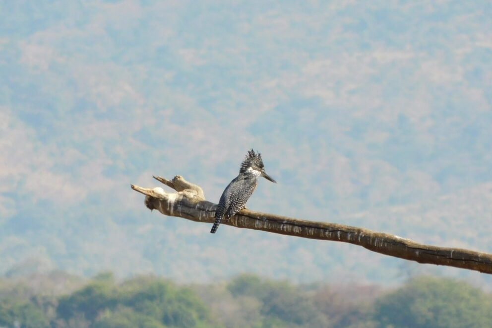 A giant kingfisher perched high on a tree branch in Mana Pools National Park, Zimbabwe.