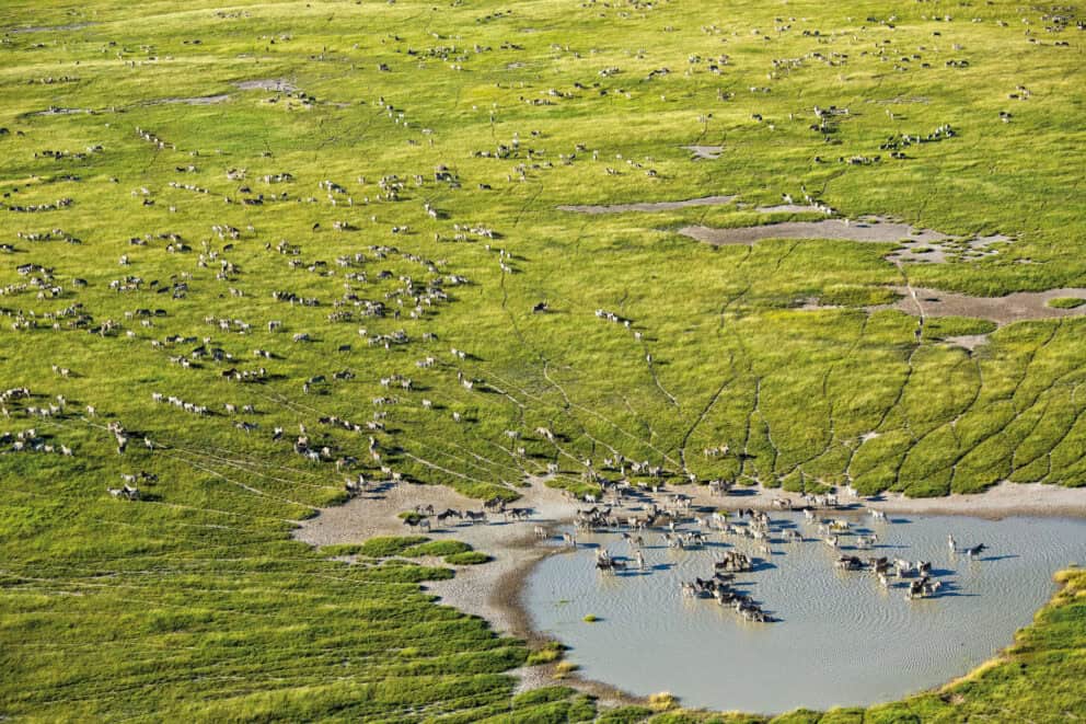 A herd of zebras spread out over a floodplain in the Okavango Delta, Botswana.