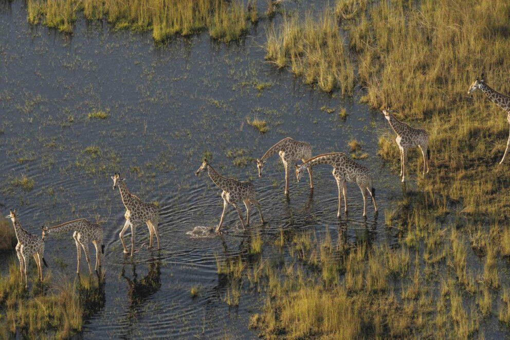 A herd of giraffes wading through the Okavango Delta floodplains in Botswana.