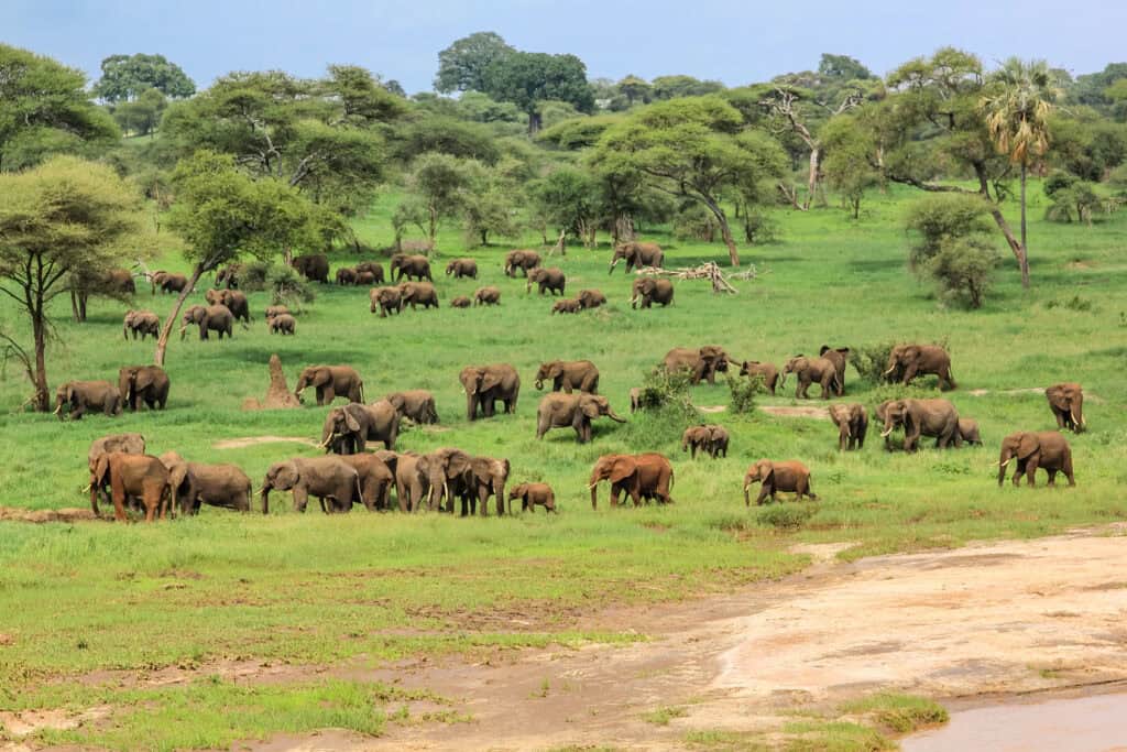 African elephants in Tarangire National Park on green grass savanna, Tanzania.