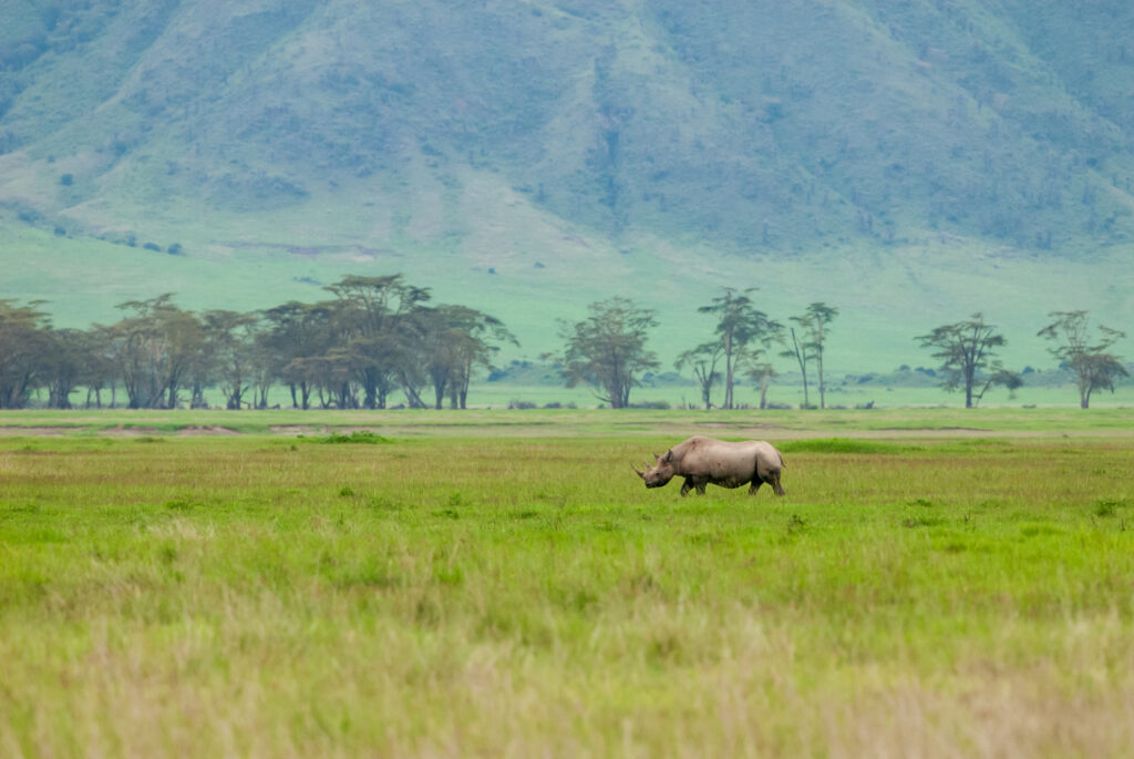 Black rhino in Ngorongoro Conservation Area, Tanzania.