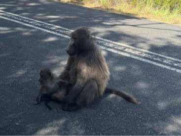 A mother baboon and her infant sitting on a tarmac road near the Cape of Good Hope in Cape Town, South Africa.