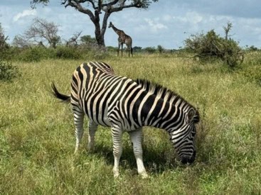 A zebra grazing on grass and a giraffe roaming pass in the distance in Timbavati Private Nature Reserve, South Africa.
