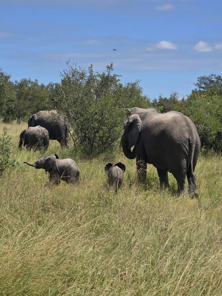 A herd of elephants with calves roaming through the bushveld in Kruger National Park, South Africa.