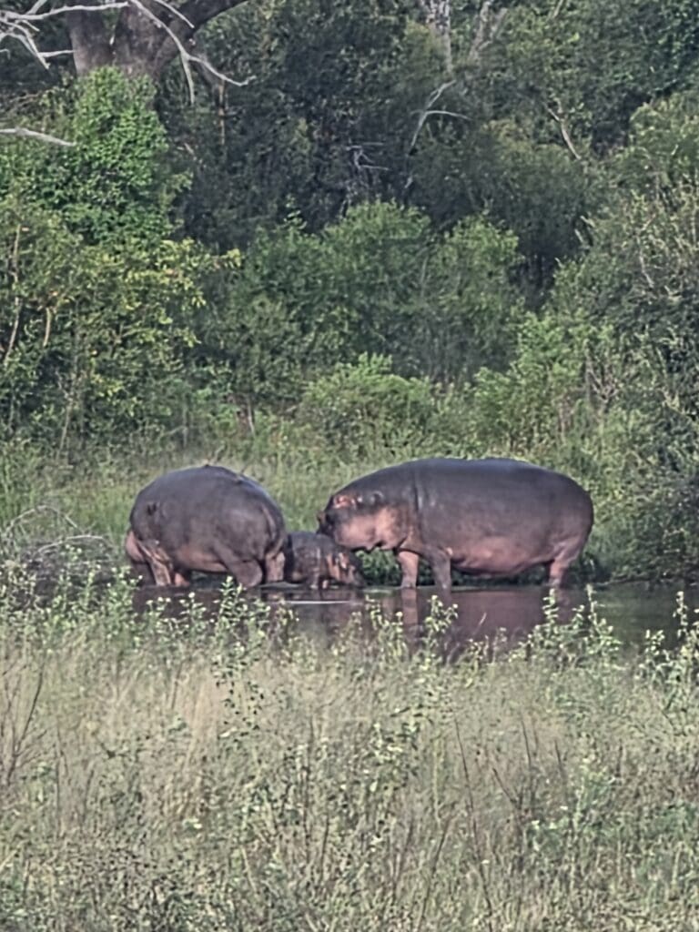 Hippos with a calf standing in the shallow water in Kruger National Park, South Africa.