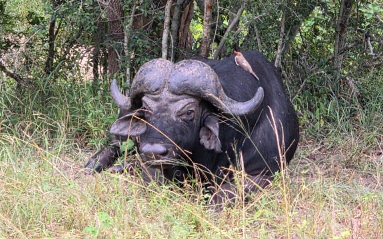 A buffalo spotted in the bushveld near Kruger National Park, South Africa.