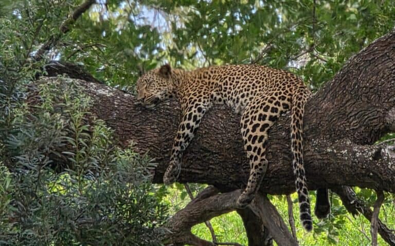 A leopard resting in a tree in Sabi Sands Game Reserve, South Africa.