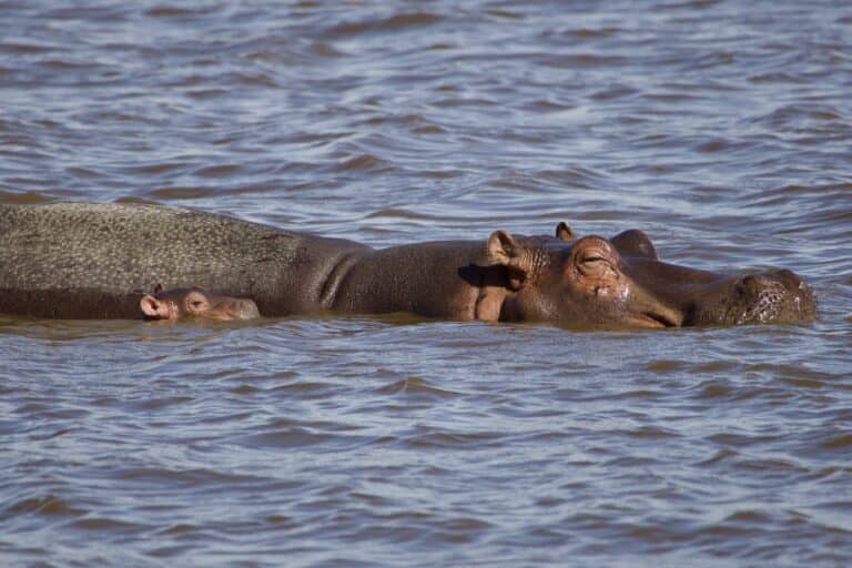 A hippo mother and her calf floating in the river.