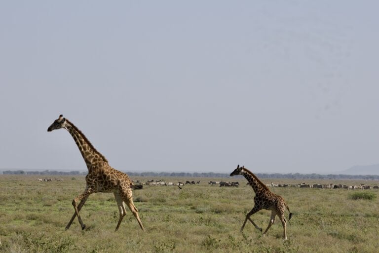 A mother giraffe and her calf running across the open savanna.