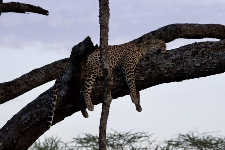 A leopard resting in a tree with its limbs hanging freely off the branch.