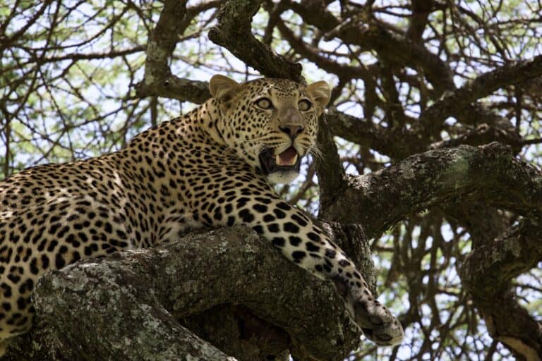 A leopard resting in a tree in the afternoon.