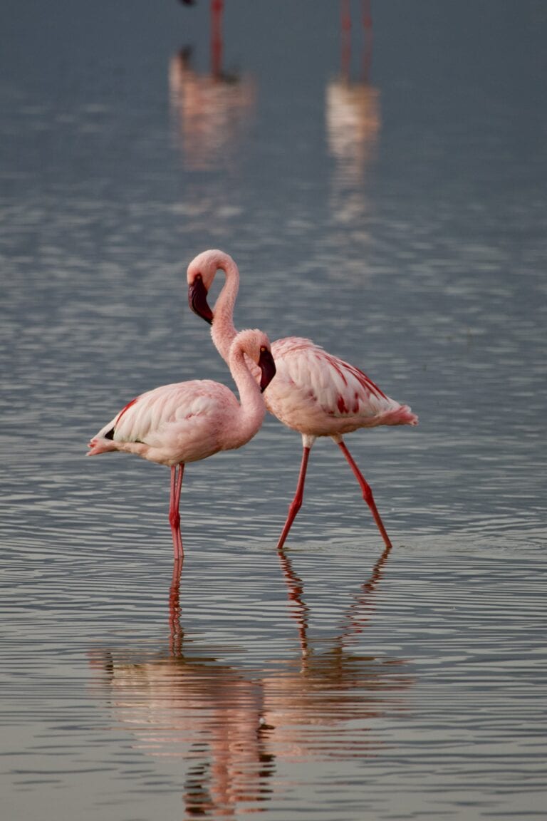 A pair of flamingos wading through the water.