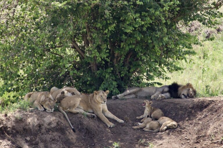A lion pride resting in the afternoon shade with their cubs.