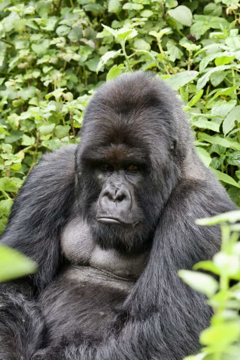 A mountain gorilla sitting among the lush leaves in Rwanda.
