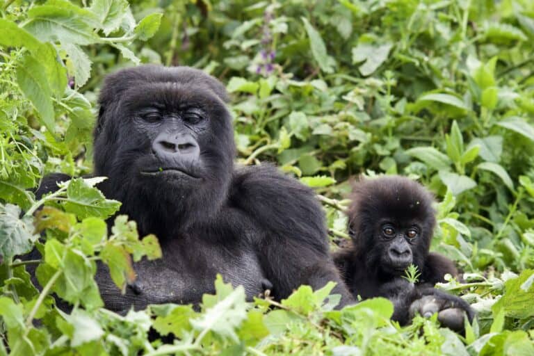 A mother gorilla and her baby gorilla eating leaves in Rwanda.