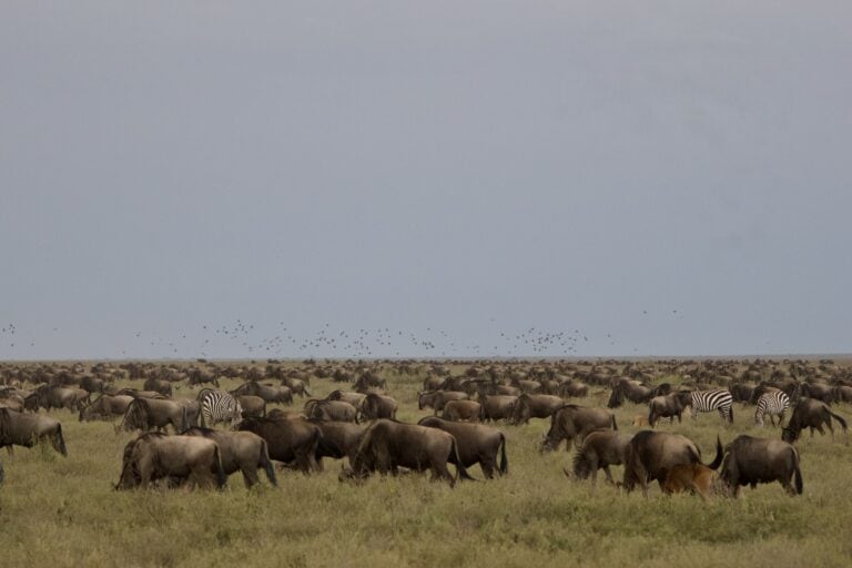 A herd of wildebeest grazing in the open plains.