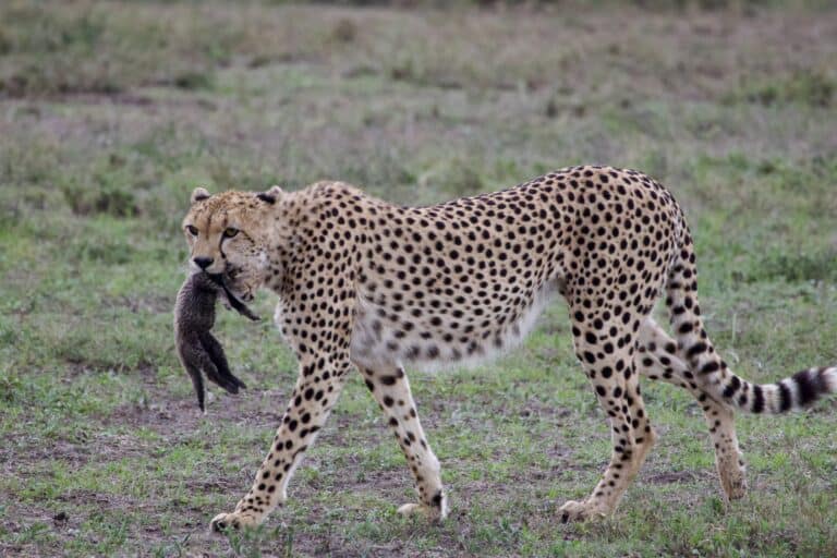 A mother cheetah gently carrying her cub in her mouth.