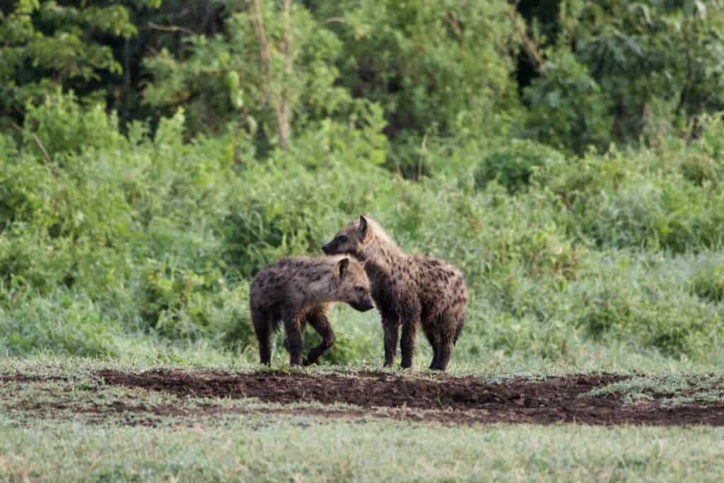 A pair of hyenas in the lush bush.