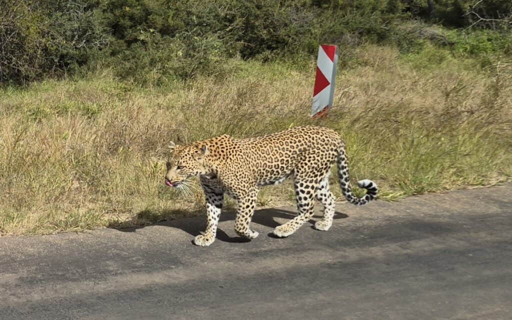 A leopard walking along a road.