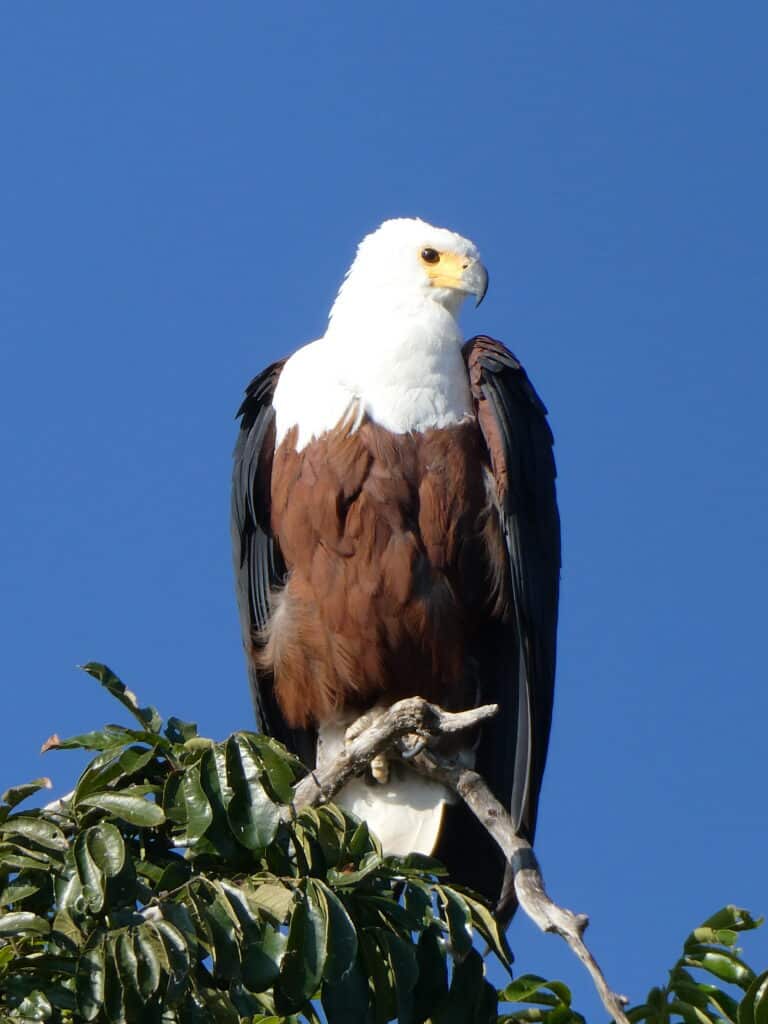 A fish eagle perched on a tree branch.