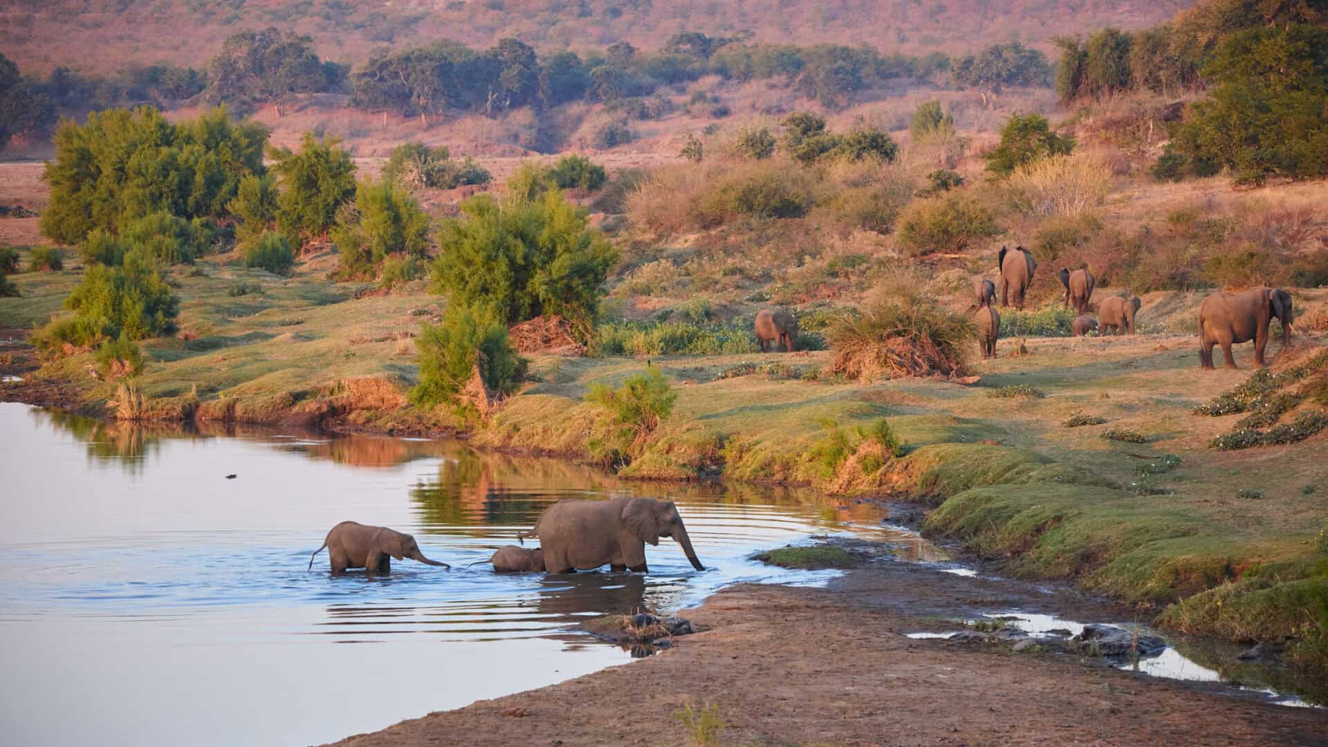 A Reunion in the Wilderness of Kruger