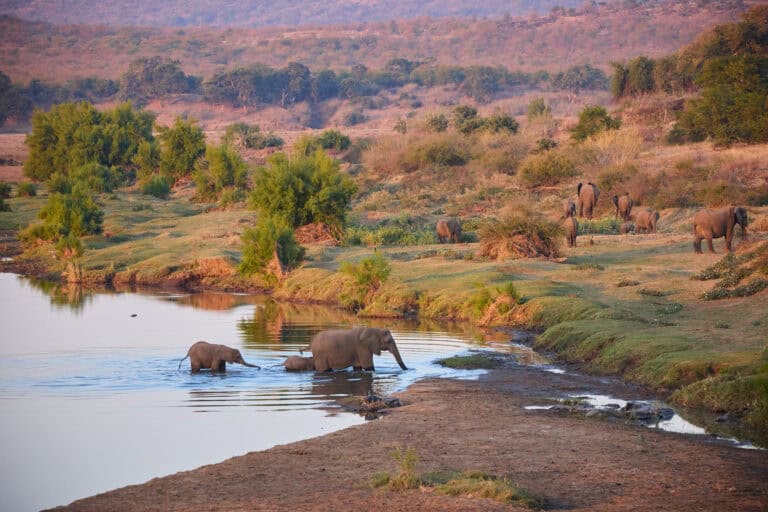A Reunion in the Wilderness of Kruger