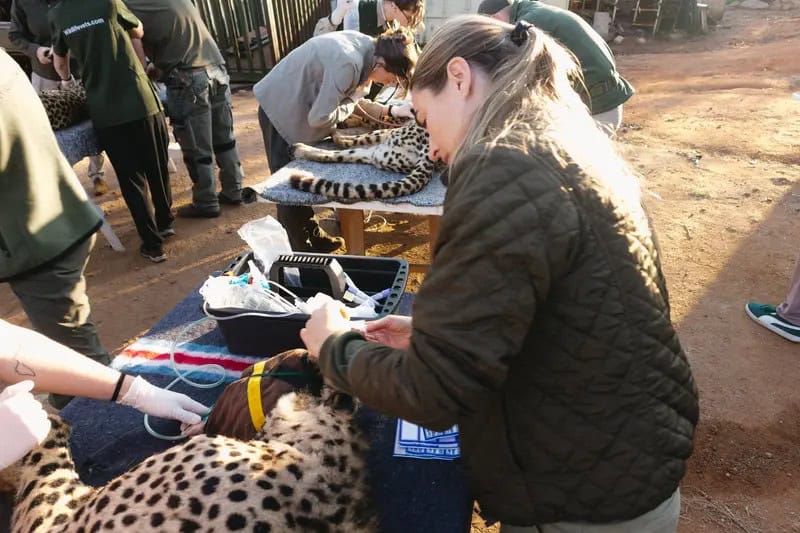 A cheetah being translocated to North Luangwa.