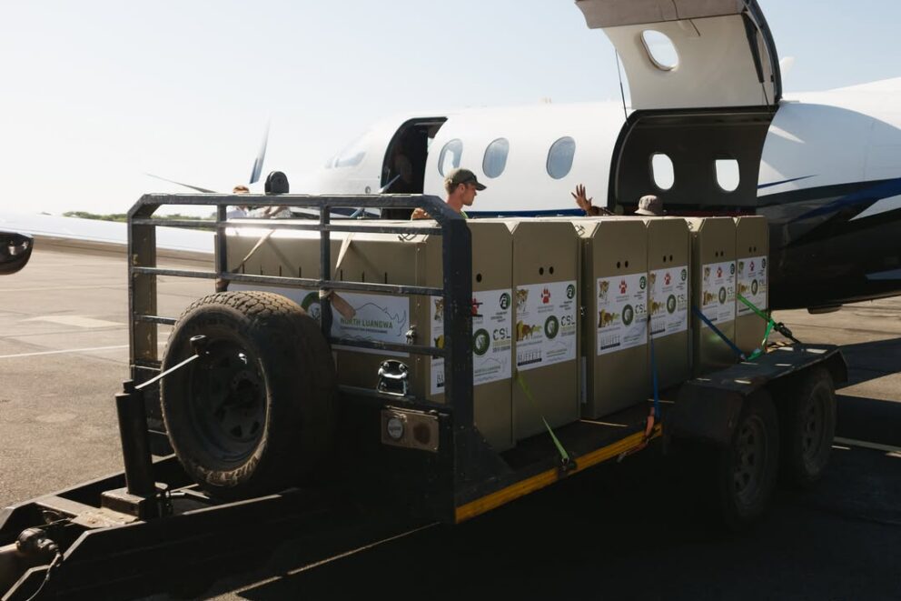 Cheetahs being transported by aeroplane to North Luangwa.