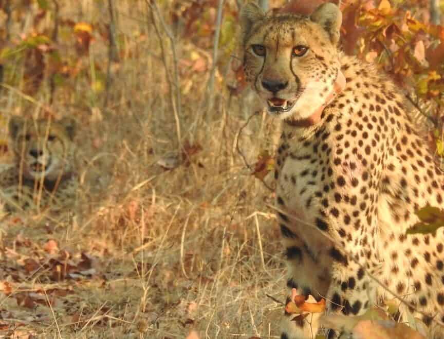 A pair of cheetahs laying in the midday sun.