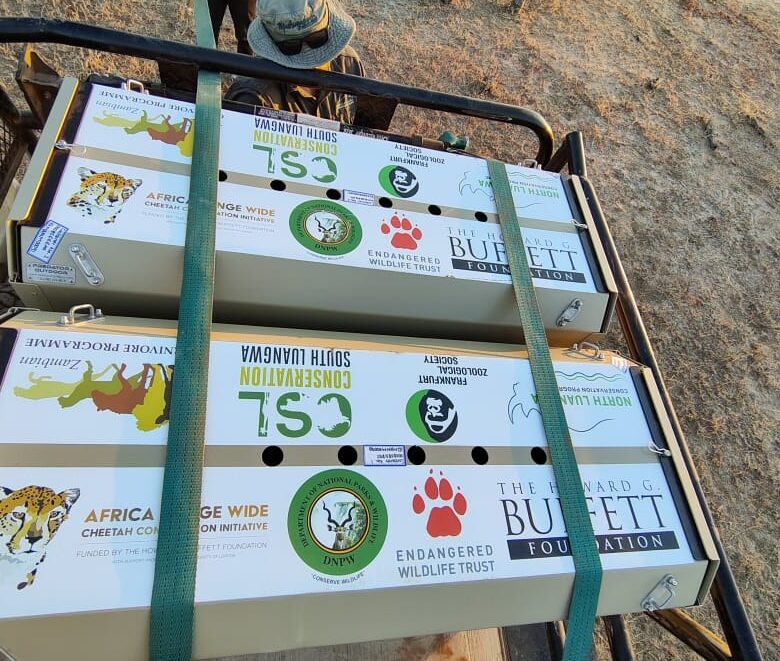 Cheetah translocation in North Luangwa.