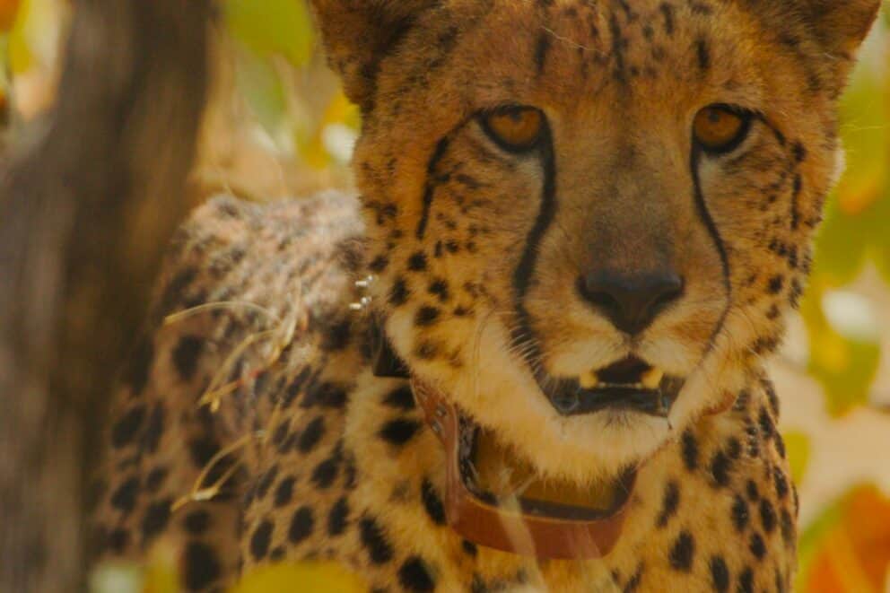 A close up of a cheetah in North Luangwa, Zambia.