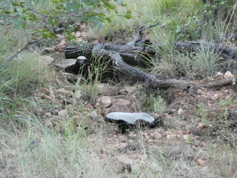 A honey badger in Timbavati Private Nature Reserve, South Africa.