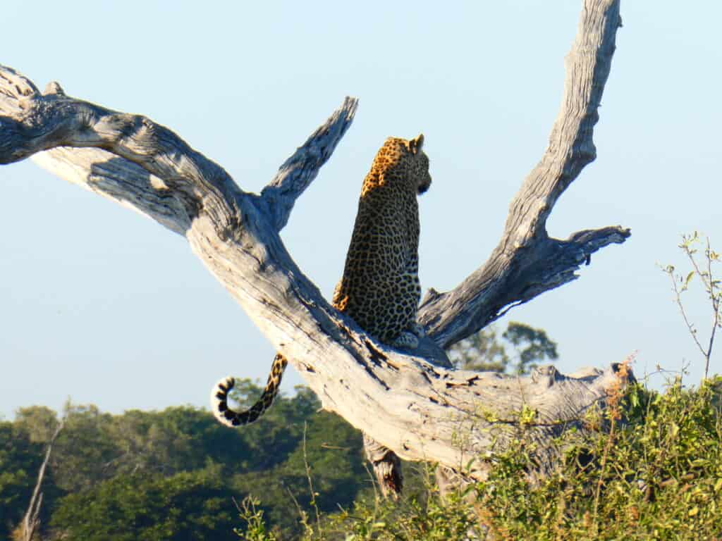 A leopard perched in a tree in Botswana.