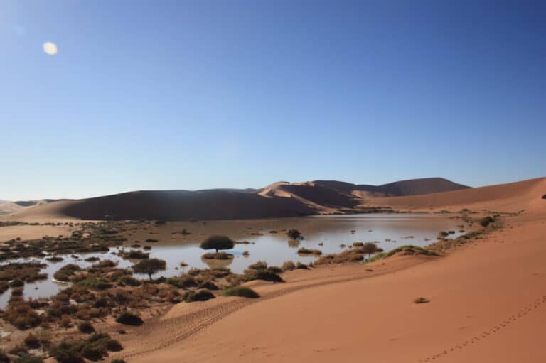 A rare flood pool with fresh green vegetation sprouting in the desert near Deadvlei, Namibia.
