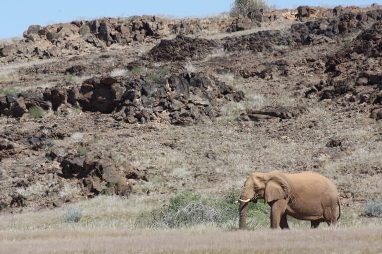 A desert-adapted elephant roaming the dry Damaraland landscape in Namibia.