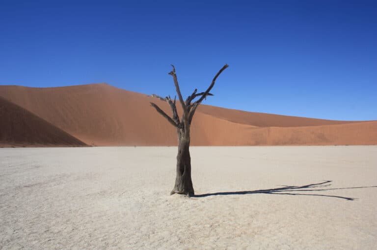 A tree in Deadvlei surrounded by vibrant orange dunes in Namibia.